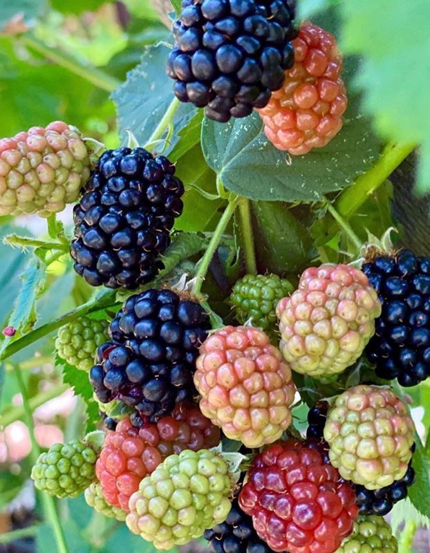 Blackberry Balsamic Vinegar