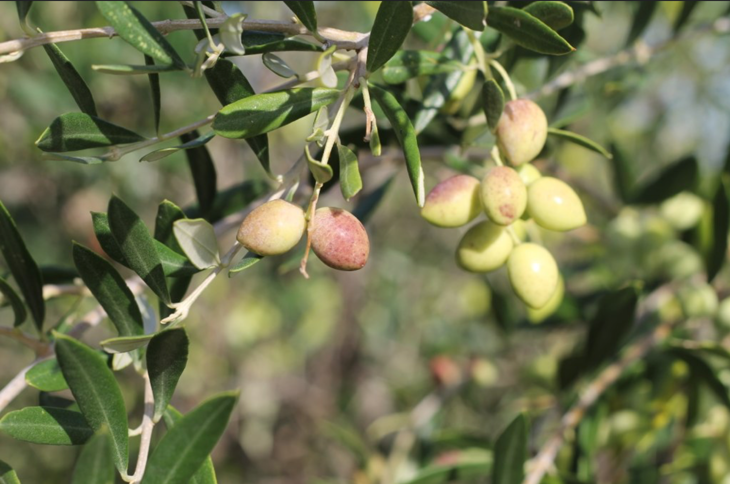 Koroneiki Organic Extra Virgin Olive Oil