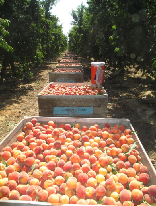 Summer Peach Jam