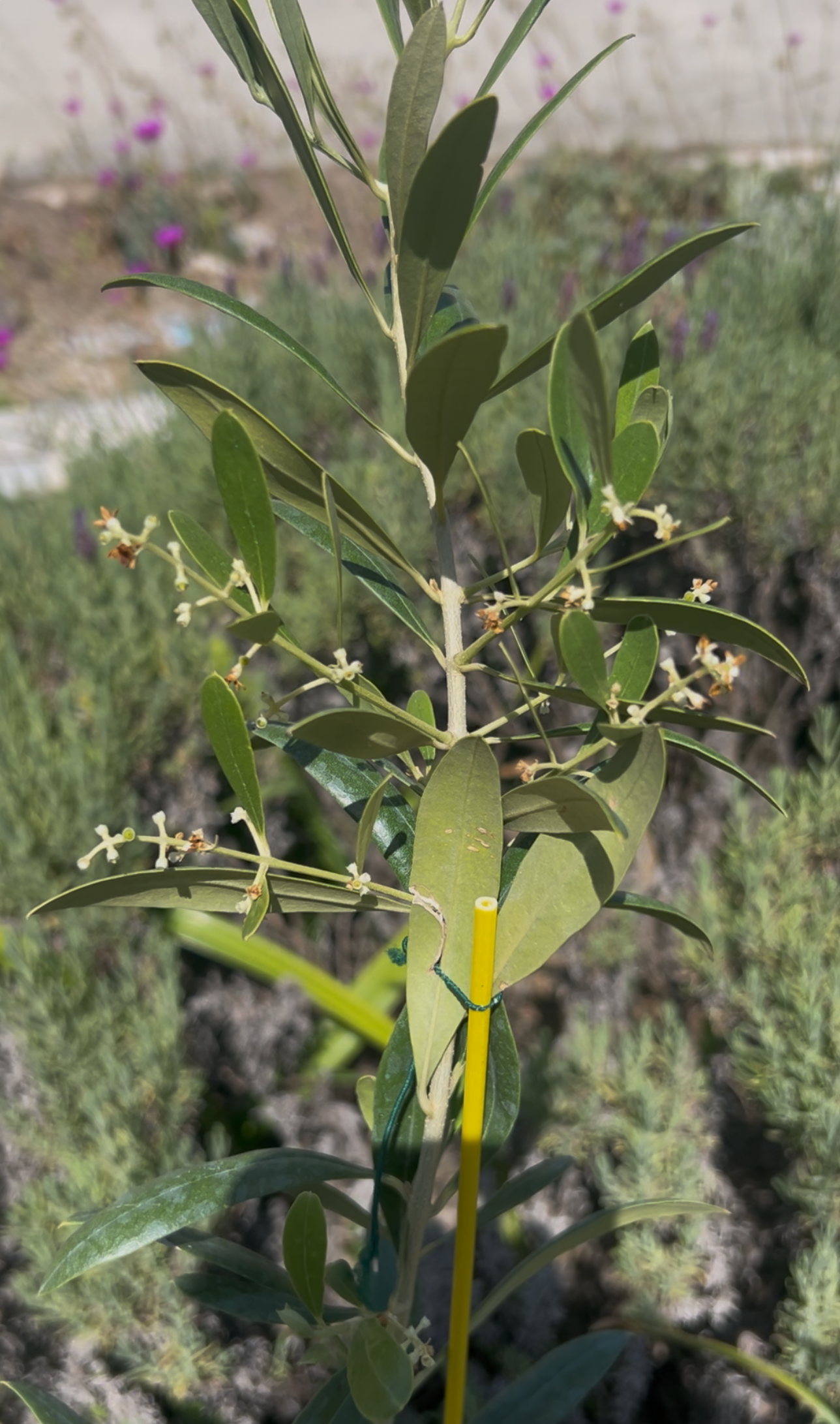 Olive Tree - Arbosana Sapling 2026