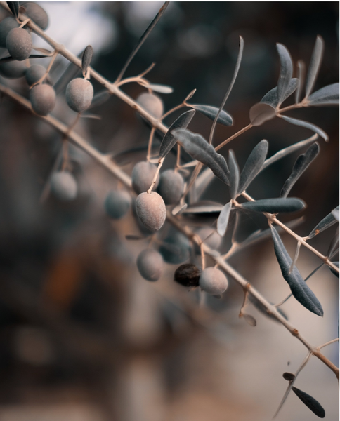 silver olives before harvest