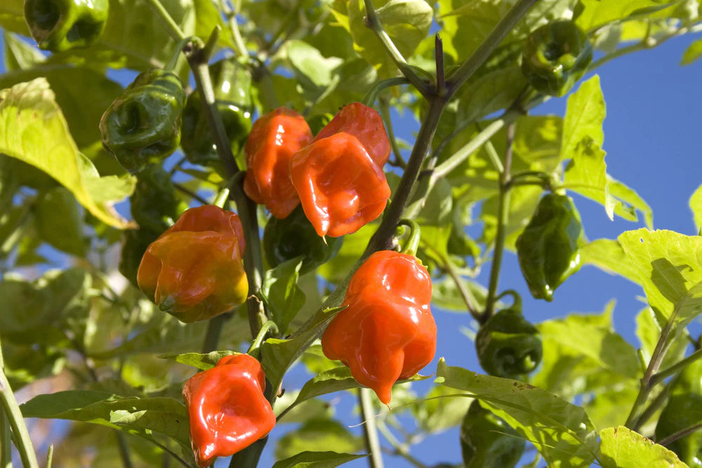 Citrus Habanero Olive Oil