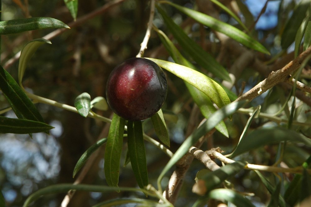 one purple ripe olive on a tree
