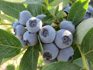 Blueberry  Balsamic Vinegar