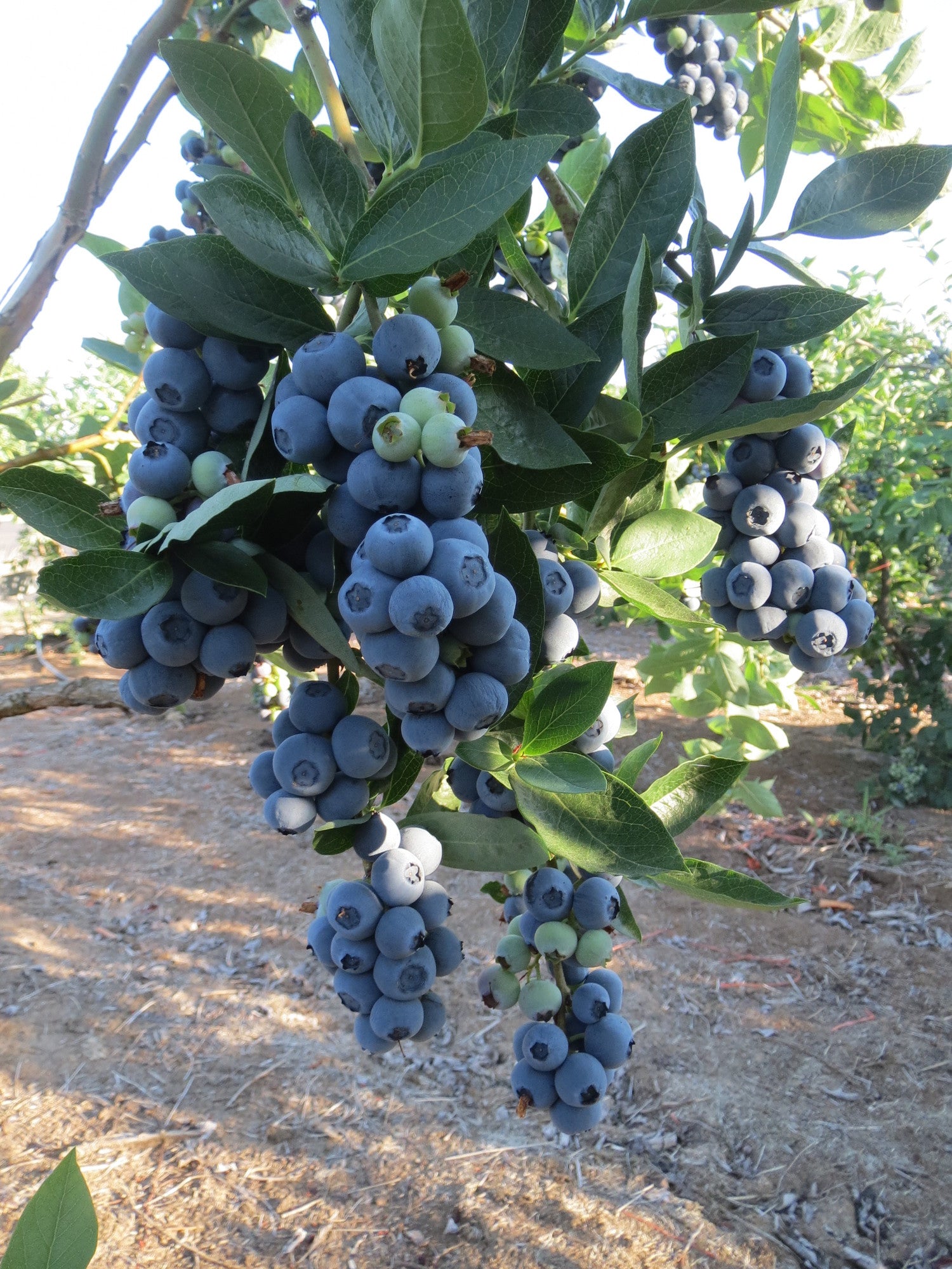 Blueberry  Balsamic Vinegar