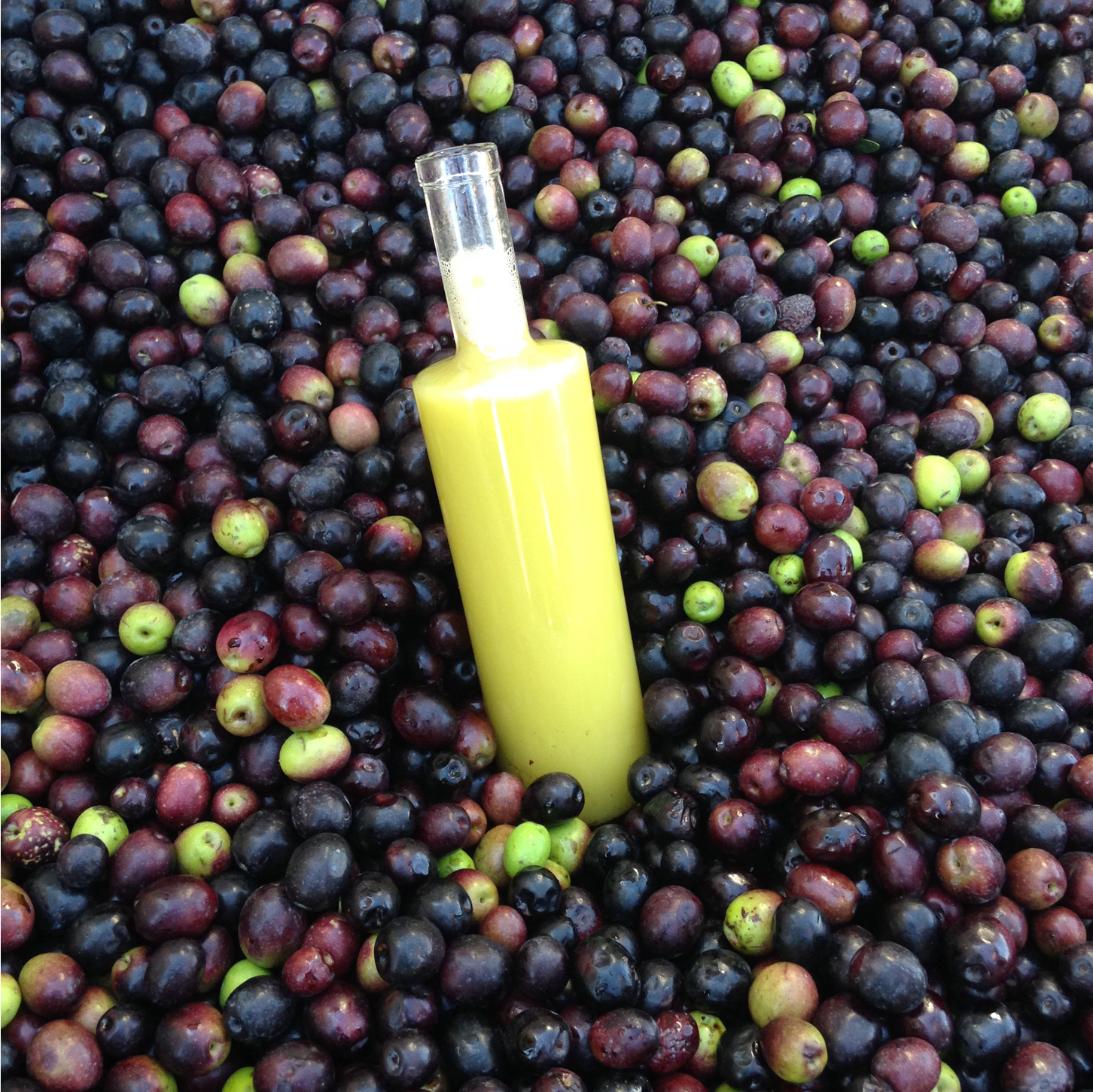 Organic Arbosana Extra Virgin Olive Oil