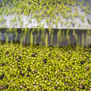 Olives dumping into the mill for processing