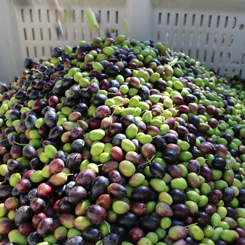 Picual Extra Virgin Olive Oil