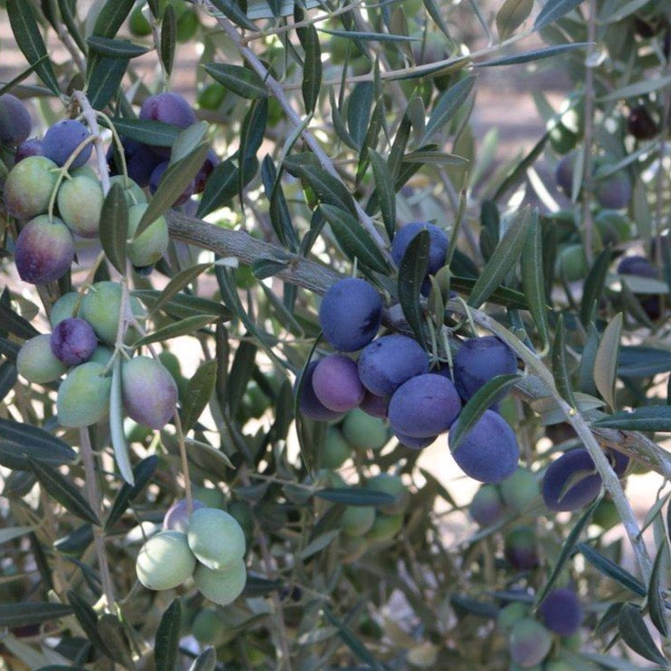 Ripe picual olives just before harvest.  A beautiful purple color.