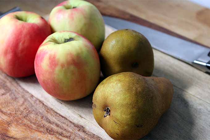 Winter Ambrosia Fruit Vinegar