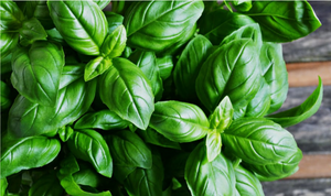 Fresh Basil Leaves are crushed with our just harvested olives for real basil olive oil!