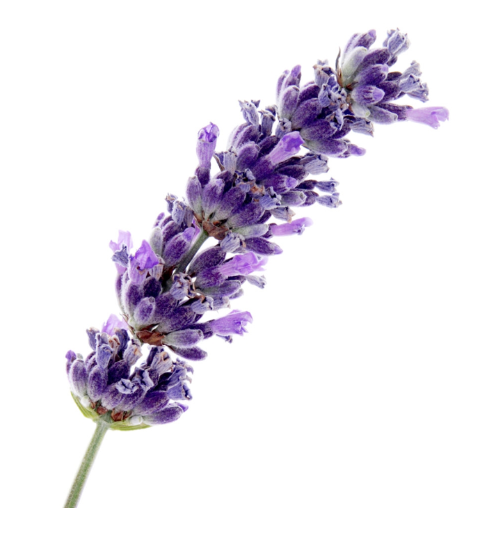 Lavender White Balsamic Vinegar